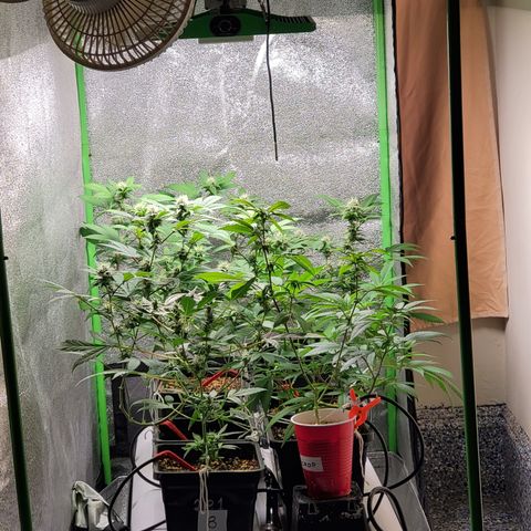 9# White Widow -  LST+ Crop growlog timeline photo