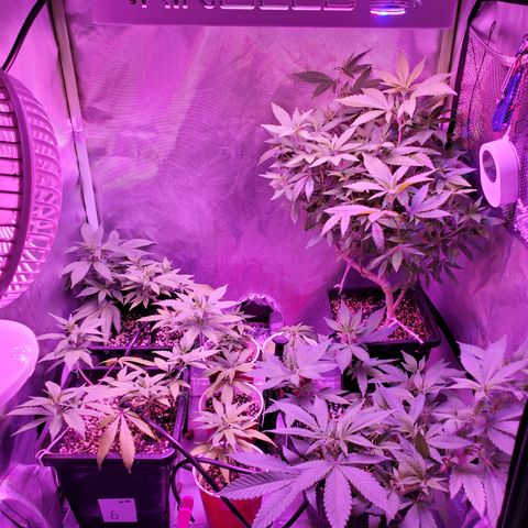 9# White Widow -  LST+ Crop growlog timeline photo