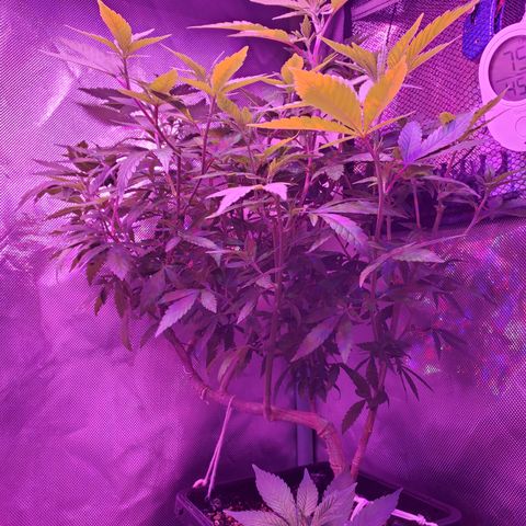 10# WW growlog timeline photo