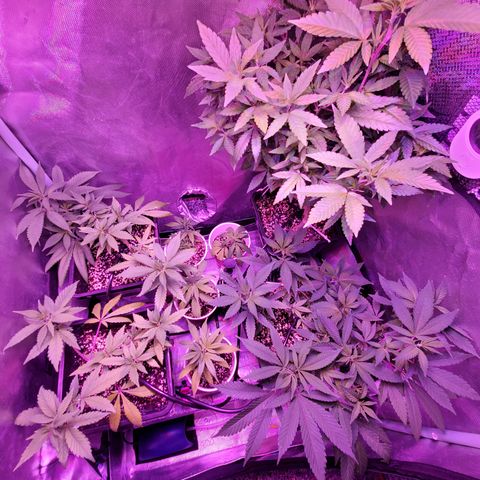9# White Widow -  LST+ Crop growlog timeline photo