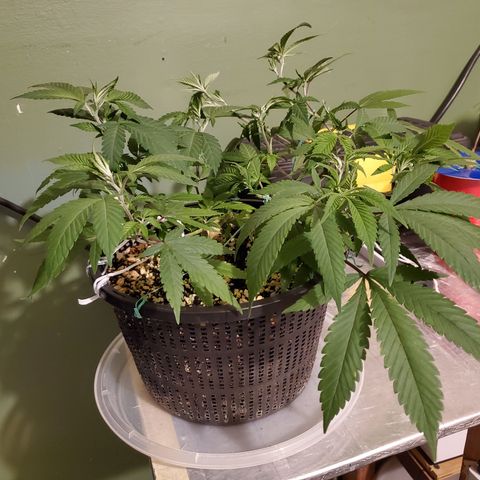 13 tops - LST growlog photo: Training