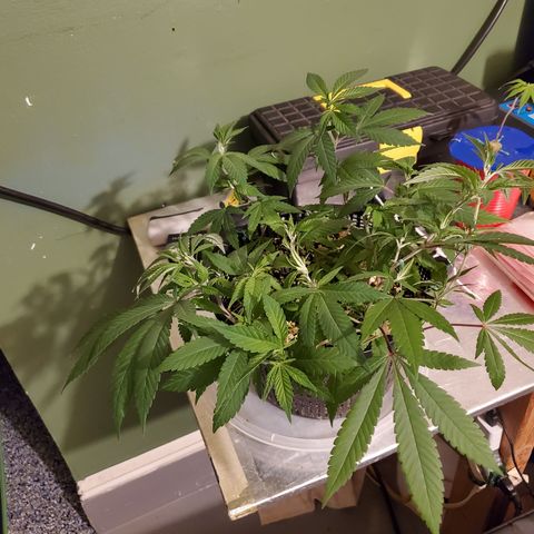 13 tops - LST growlog photo: Training