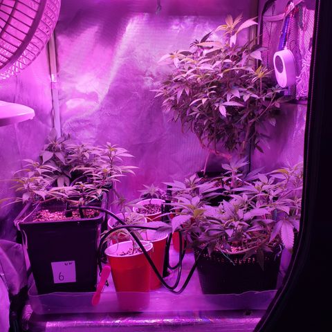 9# White Widow -  LST+ Crop growlog timeline photo