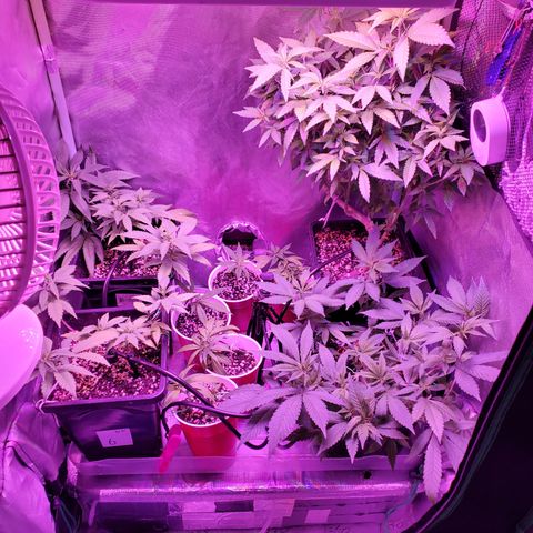9# White Widow -  LST+ Crop growlog timeline photo