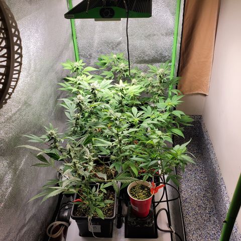 9# White Widow -  LST+ Crop growlog timeline photo
