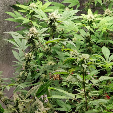 9# White Widow -  LST+ Crop growlog timeline photo