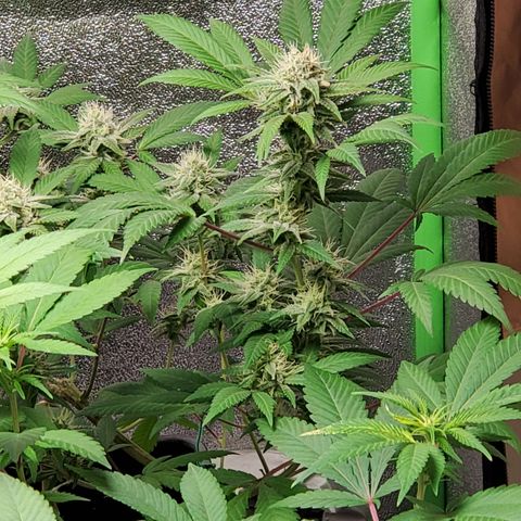 9# White Widow -  LST+ Crop growlog timeline photo