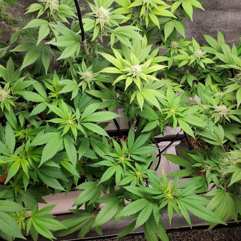 9# White Widow -  LST+ Crop growlog timeline photo