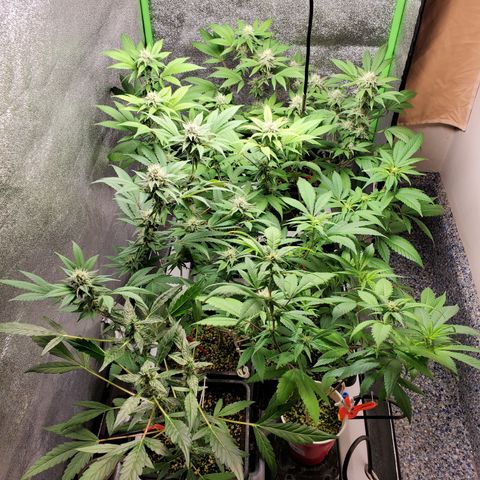 9# White Widow -  LST+ Crop growlog timeline photo