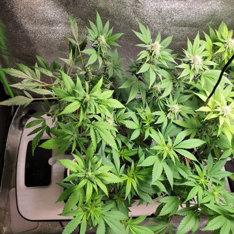 9# White Widow -  LST+ Crop growlog timeline photo