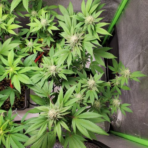 9# White Widow -  LST+ Crop growlog timeline photo