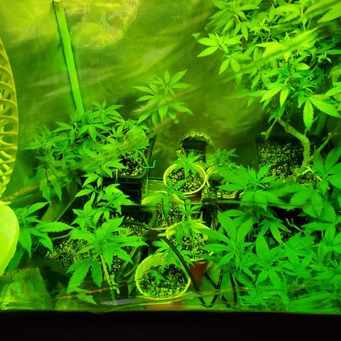 9# White Widow -  LST+ Crop growlog timeline photo