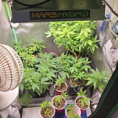 9# White Widow -  LST+ Crop growlog photo: New light, Mars hydro ts 600