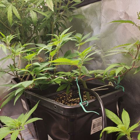 9# White Widow -  LST+ Crop growlog timeline photo