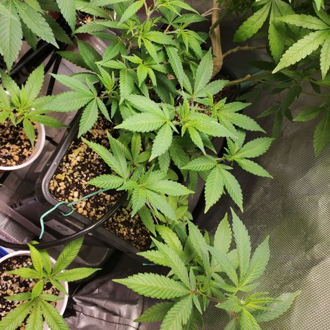 9# White Widow -  LST+ Crop growlog timeline photo
