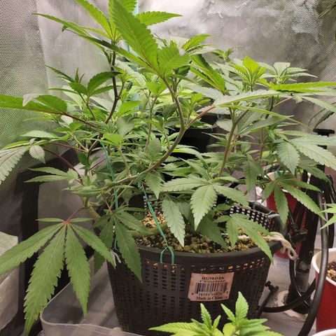 13 tops - LST growlog timeline photo