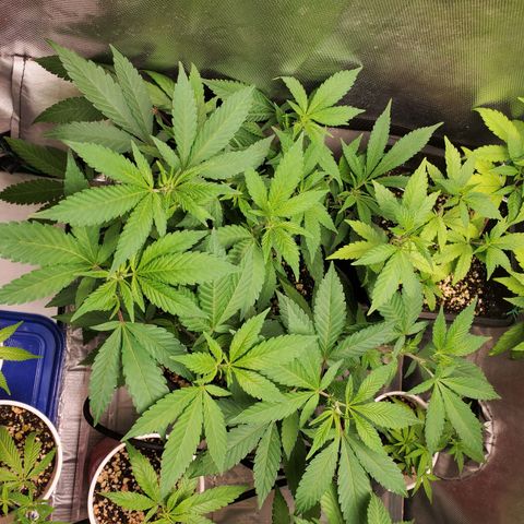 13 tops - LST growlog timeline photo