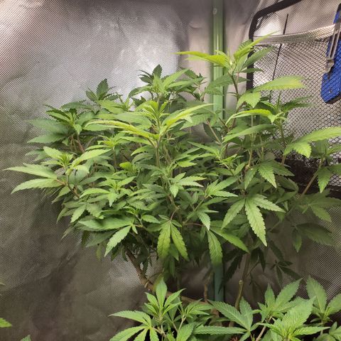 10# WW growlog timeline photo