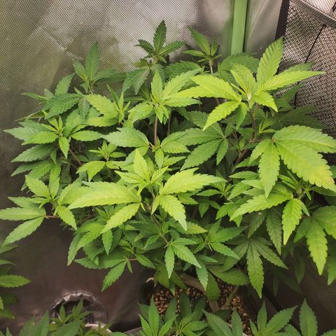 10# WW growlog timeline photo