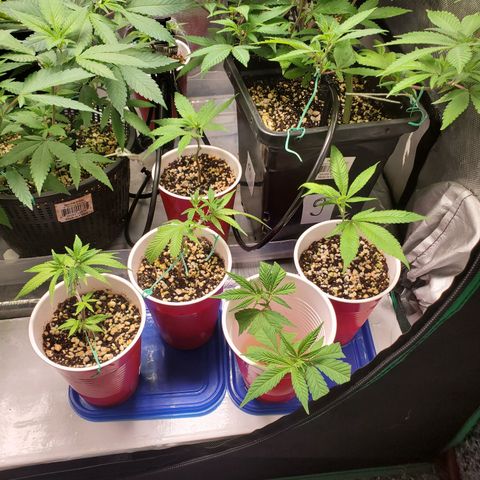 9# White Widow -  LST+ Crop growlog timeline photo