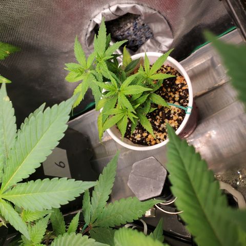 9# White Widow -  LST+ Crop growlog timeline photo