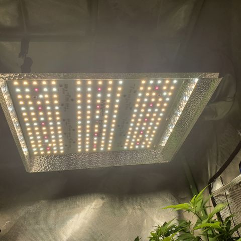 9# White Widow -  LST+ Crop growlog timeline photo