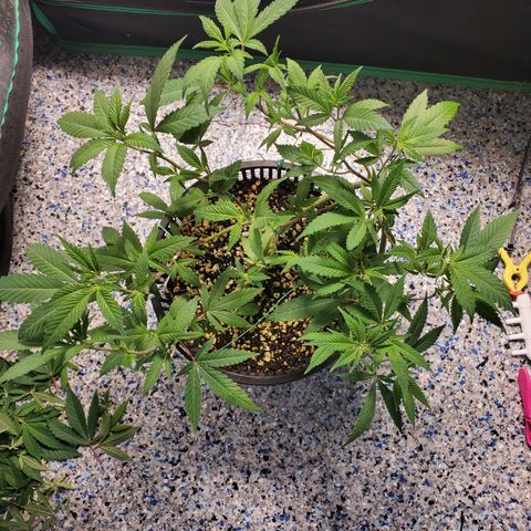13 tops - LST growlog timeline photo