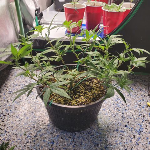 13 tops - LST growlog timeline photo