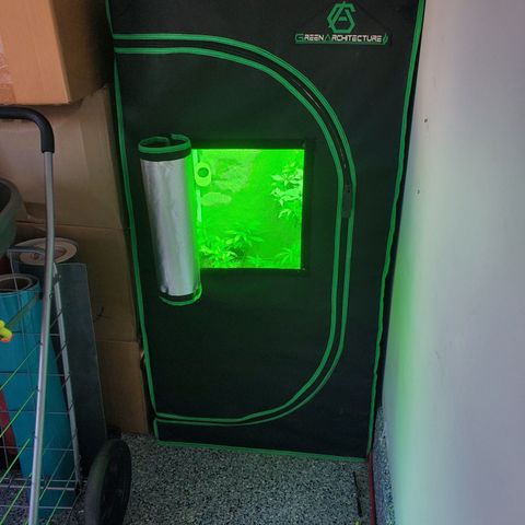 9# White Widow -  LST+ Crop growlog timeline photo