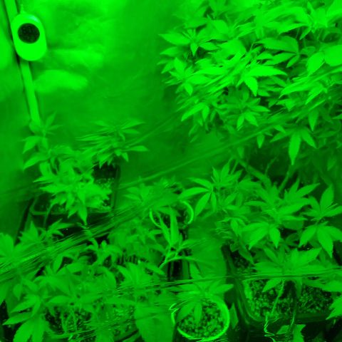 9# White Widow -  LST+ Crop growlog timeline photo