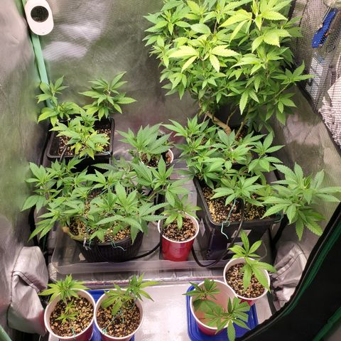 9# White Widow -  LST+ Crop growlog timeline photo