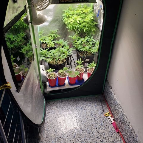 9# White Widow -  LST+ Crop growlog timeline photo