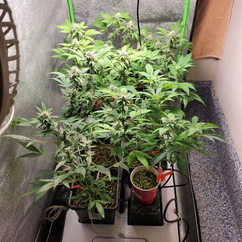 9# White Widow -  LST+ Crop growlog timeline photo
