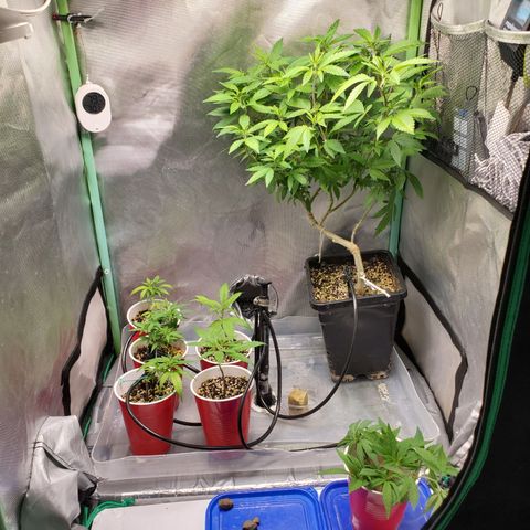 10# WW growlog timeline photo