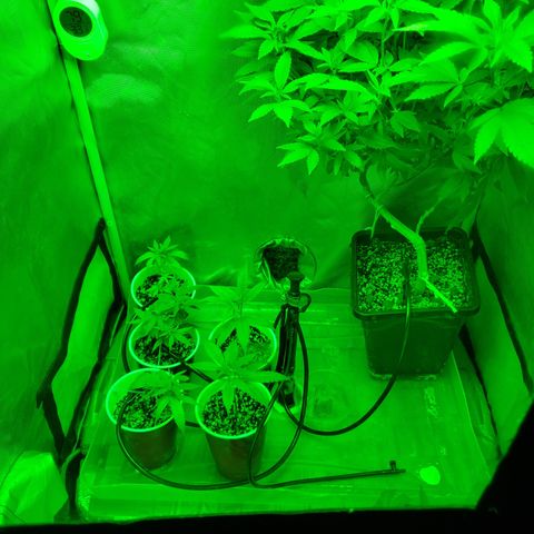 10# WW growlog timeline photo