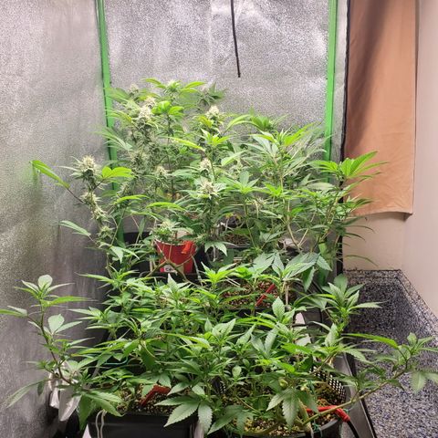 9# White Widow -  LST+ Crop growlog timeline photo