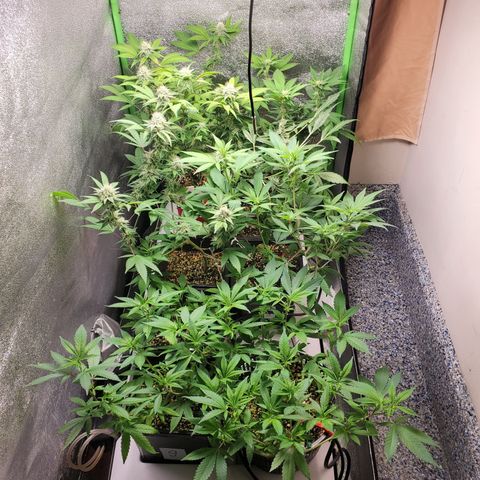 9# White Widow -  LST+ Crop growlog timeline photo