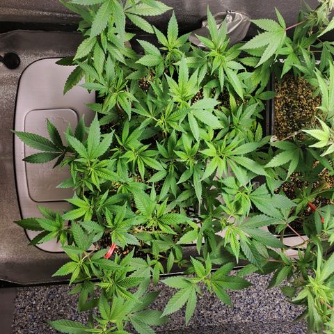 9# White Widow -  LST+ Crop growlog timeline photo