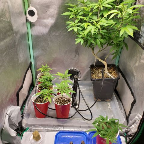 10# WW growlog timeline photo