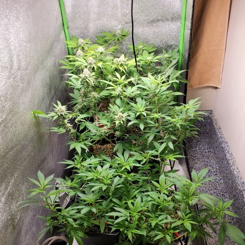9# White Widow -  LST+ Crop growlog timeline photo
