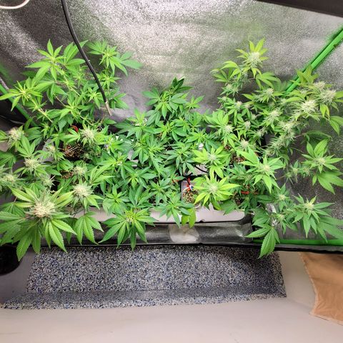 9# White Widow -  LST+ Crop growlog timeline photo