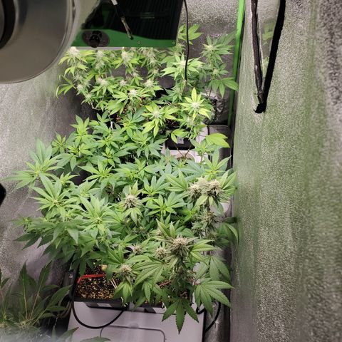 9# White Widow -  LST+ Crop growlog timeline photo