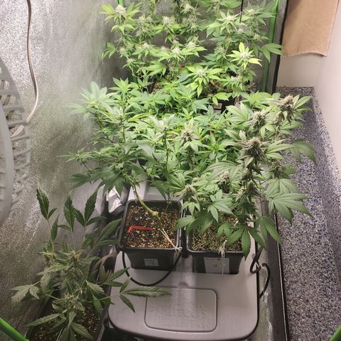 9# White Widow -  LST+ Crop growlog timeline photo