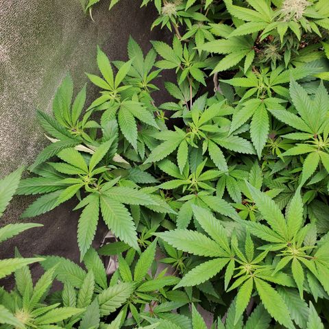 13 tops - LST growlog timeline photo