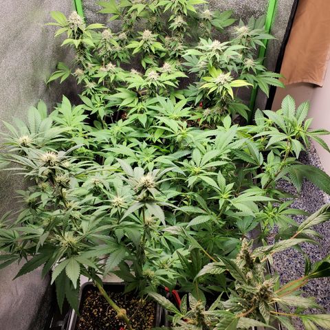 9# White Widow -  LST+ Crop growlog timeline photo