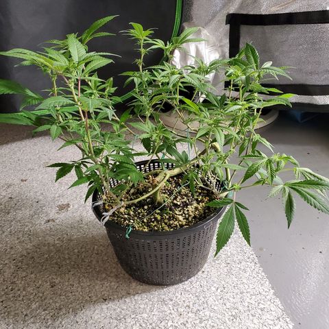 13 tops - LST growlog timeline photo