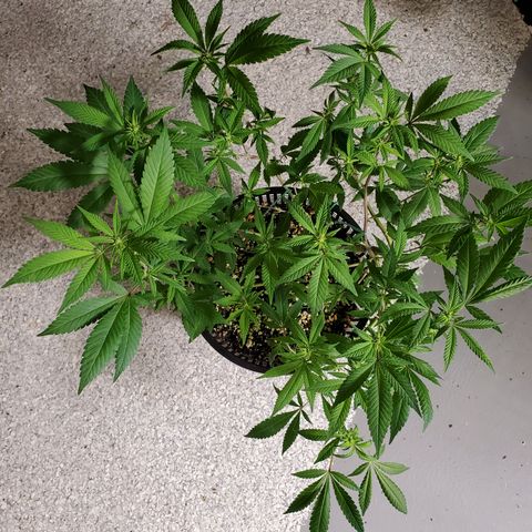 13 tops - LST growlog timeline photo