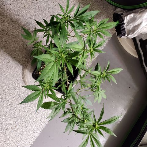 9# White Widow -  LST+ Crop growlog timeline photo