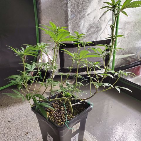9# White Widow -  LST+ Crop growlog timeline photo