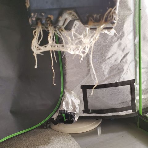 9# White Widow -  LST+ Crop growlog timeline photo